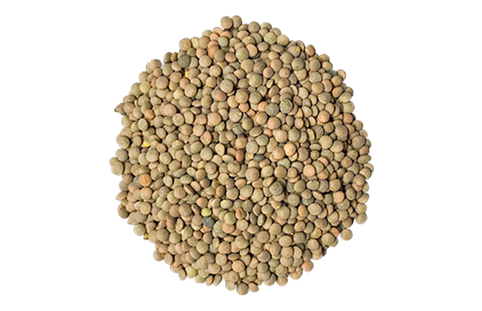 pardine lentils